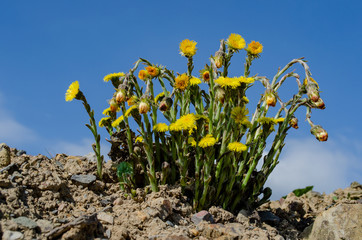 Huflattich blühend vor blauem Himmel