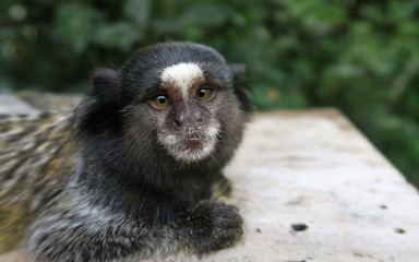 Monkey portrait