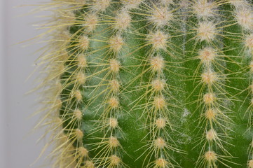 Obraz premium Prickly cactus, close up.