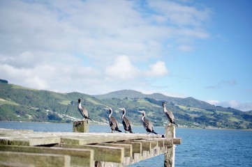 Fototapeta na wymiar New Zealand Roadtrip Birds