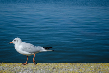 A lone seagull walks along a concrete parapet near the lake.