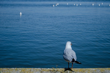 A lone seagull stands on the parapet and looks into the distance at other gulls.