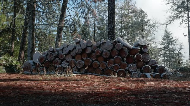 A pile of fire wood, atop Roxy Ann, Rogue Valley, Southern Oregon.