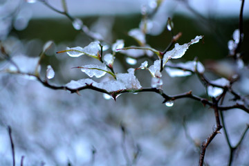 Closeup of snow and ice forming on small branches of a bush.