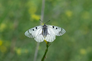 Papilionidae / Dumanlı Apollo / / Parnassius mnemosyne
