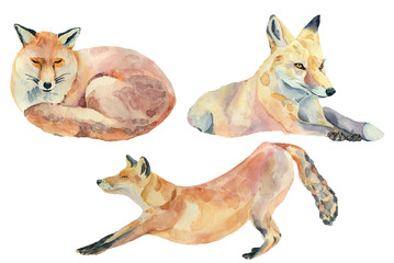 Set of watercolor foxes on a white background