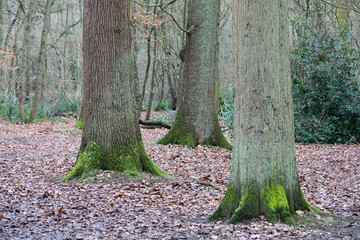 Woodland Trio Of Trees