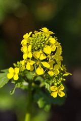 Agricultural field and mustard flowers