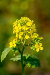 Agricultural field and mustard flowers