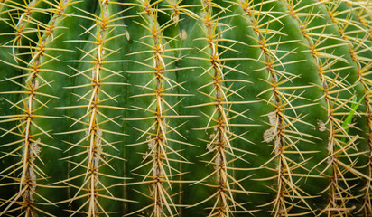 stachelige Kaktus Oberfläche