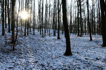 Słońce w zimowej aurze lasu © Marcin