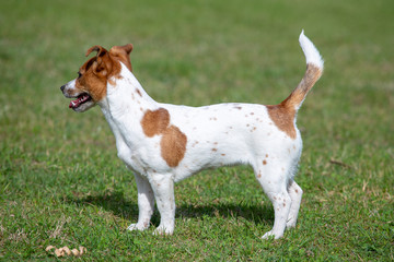 Young Jack Russell Terrier on the grass.