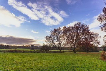 Fototapeta premium Park behind my house