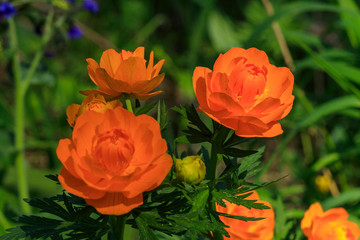 Magnificent orange flower. Trollius Asiaticus with copy space on greenery . Close-up