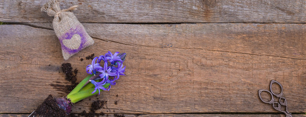 Planting spring blossoming violet hyacinth, tools, wooden background, banner
