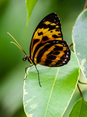 Obraz premium Monarch