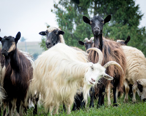 Fototapeta premium portrait of domestic goat