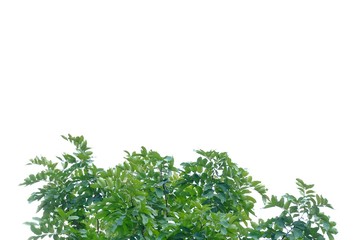 Top view a tropical tree leaves with branches on white isolated background for green foliage backdrop 