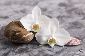 Fototapeta na wymiar White orchid flowers next to sea stones and shells on a gray background - spa treatments and relaxation concept