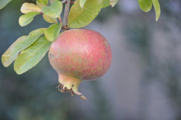 The beautiful Pomegranate in farmland