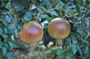 The beautiful Pomegranate in farmland