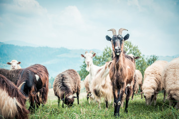 Obraz premium portrait of domestic goat