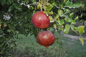 The beautiful Pomegranate in farmland