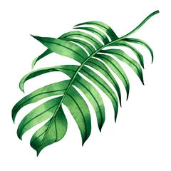 Foto auf Alu-Dibond Monstera Aquarellmalerei farngrüne Blätter, Palmblatt einzeln auf weißem Hintergrund. Aquarell handgemalte Illustration tropisches exotisches Blatt für Tapetenweinlese-Hawaii-Artmuster. Mit Beschneidungspfad