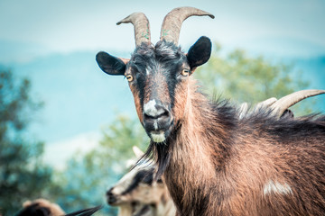 portrait of domestic goat