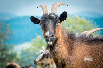 portrait of domestic goat