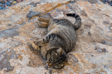 Cat sleeping on a rock