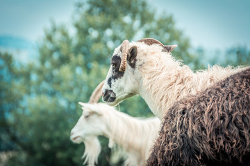 sheeps on the pasture