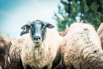 sheeps on the pasture