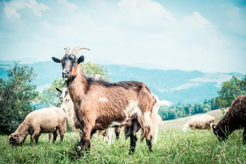 portrait of domestic goat