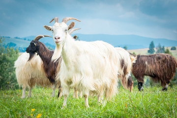 portrait of domestic goat