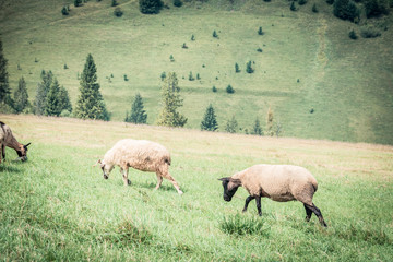 sheeps on the pasture