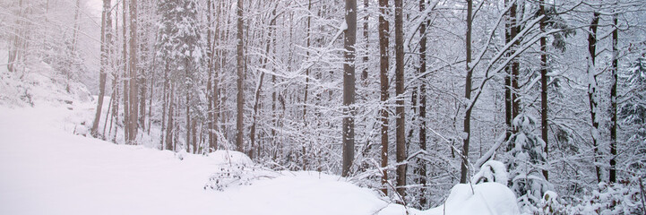 Snow covered trees in the winter forest