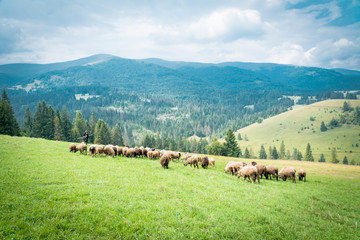 sheeps  and goats on the pasture