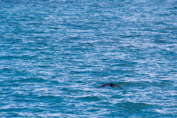 Pájaro volando en el mar