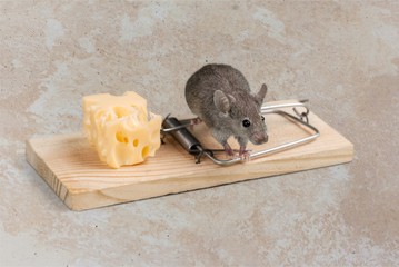 Grey mouse and Mouse trap with cheese