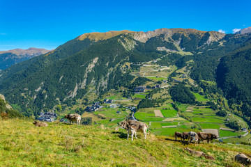 cows are grazing on slopes of pyrenees mountians in andorra - obrazy, fototapety, plakaty