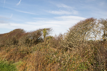Panorama di campagna invernale