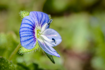 Micro Flower