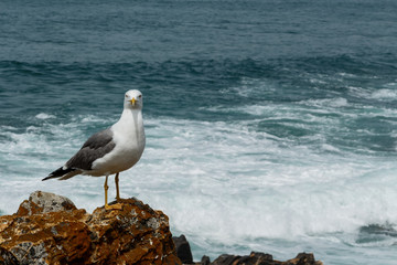 Seagull standing on the rock next to the wavy ocean