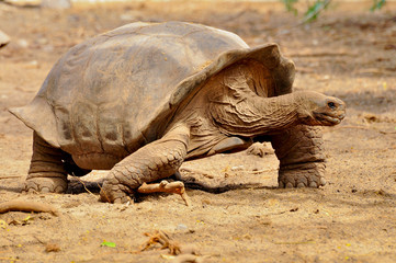 A tortoise walking
