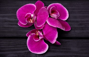 Pink orchid flowers on dark wooden background.