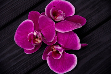 Fototapeta na wymiar Pink orchid flowers on dark wooden background.