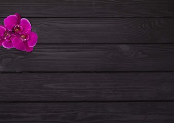 Obraz premium Pink orchid flower on dark wooden background. Free copy space.