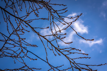 Frozen plants