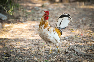 The Ligurian rooster in posing like a model